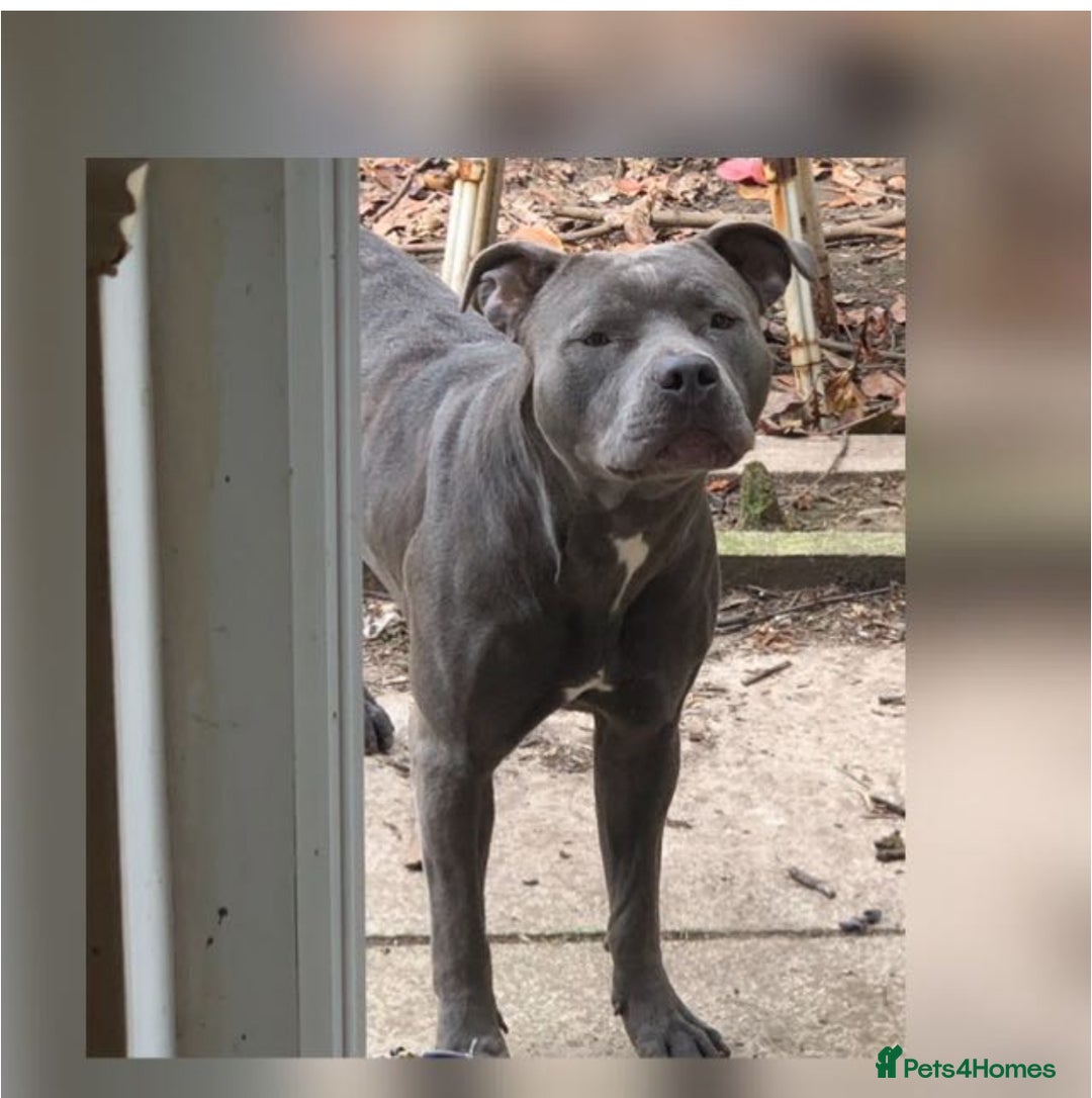 Staffordshire Bull Terrier dogs for sale: Original "Old-Blood" Black/Blue Staff pups *RARE* - Image 13