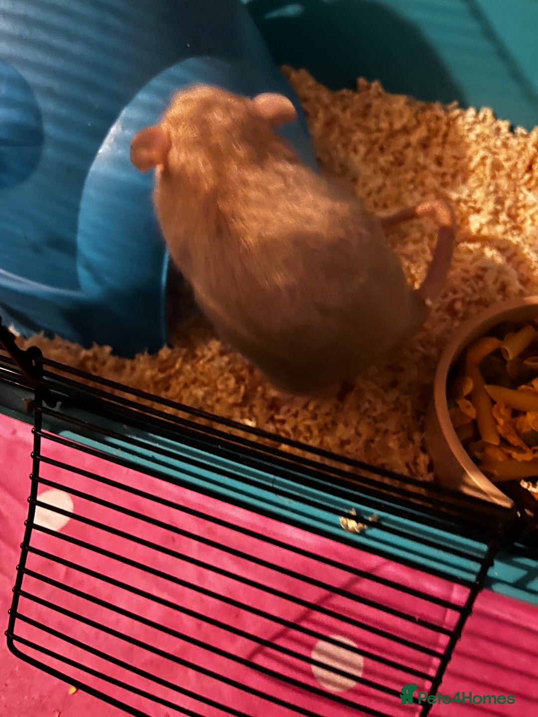 Rat rodents for sale: Female Rats - Advert 3