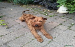 Irish Terrier dogs for sale: KC 5th Generation Pedigree Irish Terrier Puppies  - Image 4