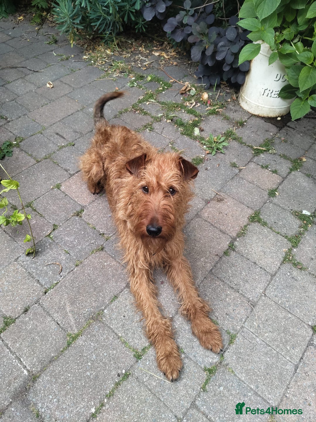 Irish Terrier dogs for sale: KC 5th Generation Pedigree Irish Terrier Puppies  - Image 4