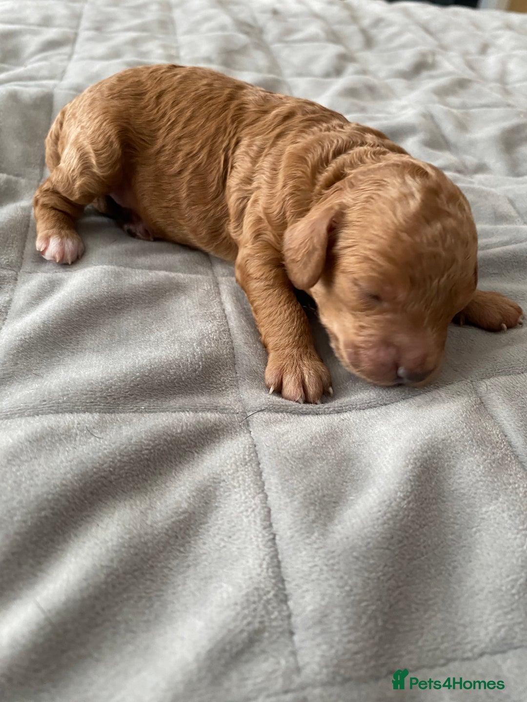 Cockapoo dogs for sale: F1b cockapoo video call viewings available  - Advert 15