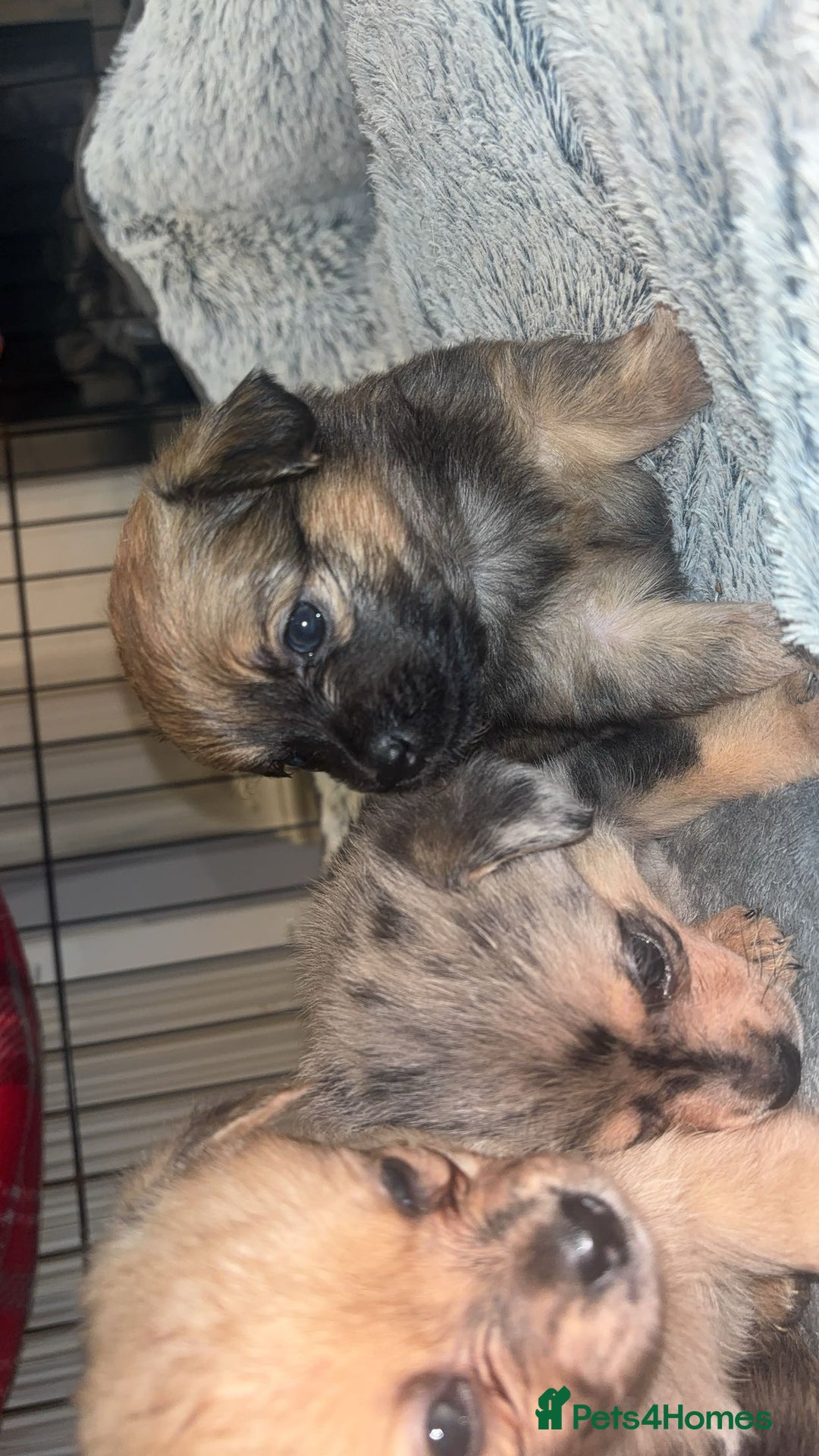 Chihuahua dogs for sale: MERLE CHIHUAHUAS 🐶 2 BOYS 1 GIRL STILL AVAILABLE - Advert 20