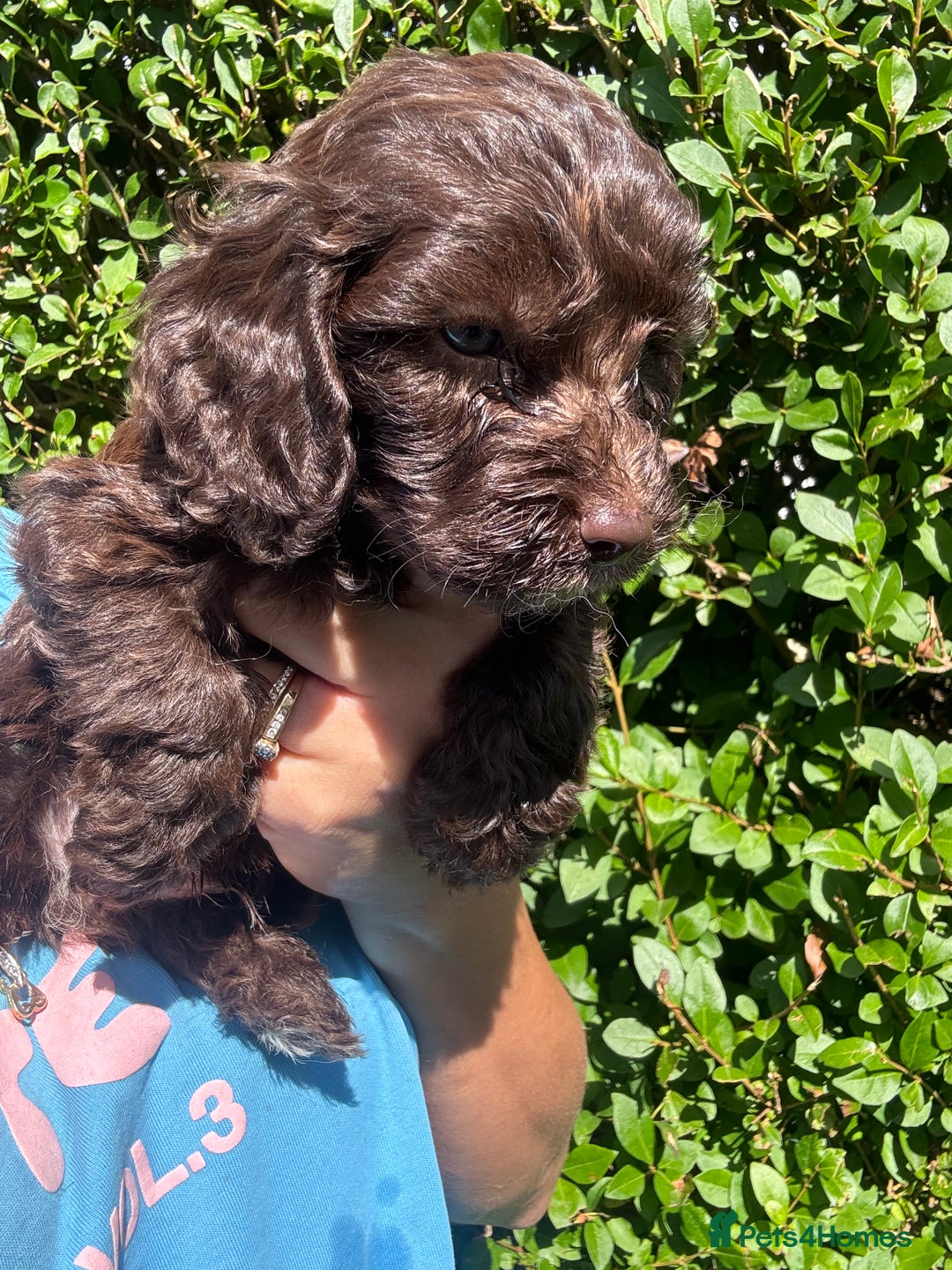 Cockapoo dogs for sale: Beautiful Cockapoo puppies  - Image 2