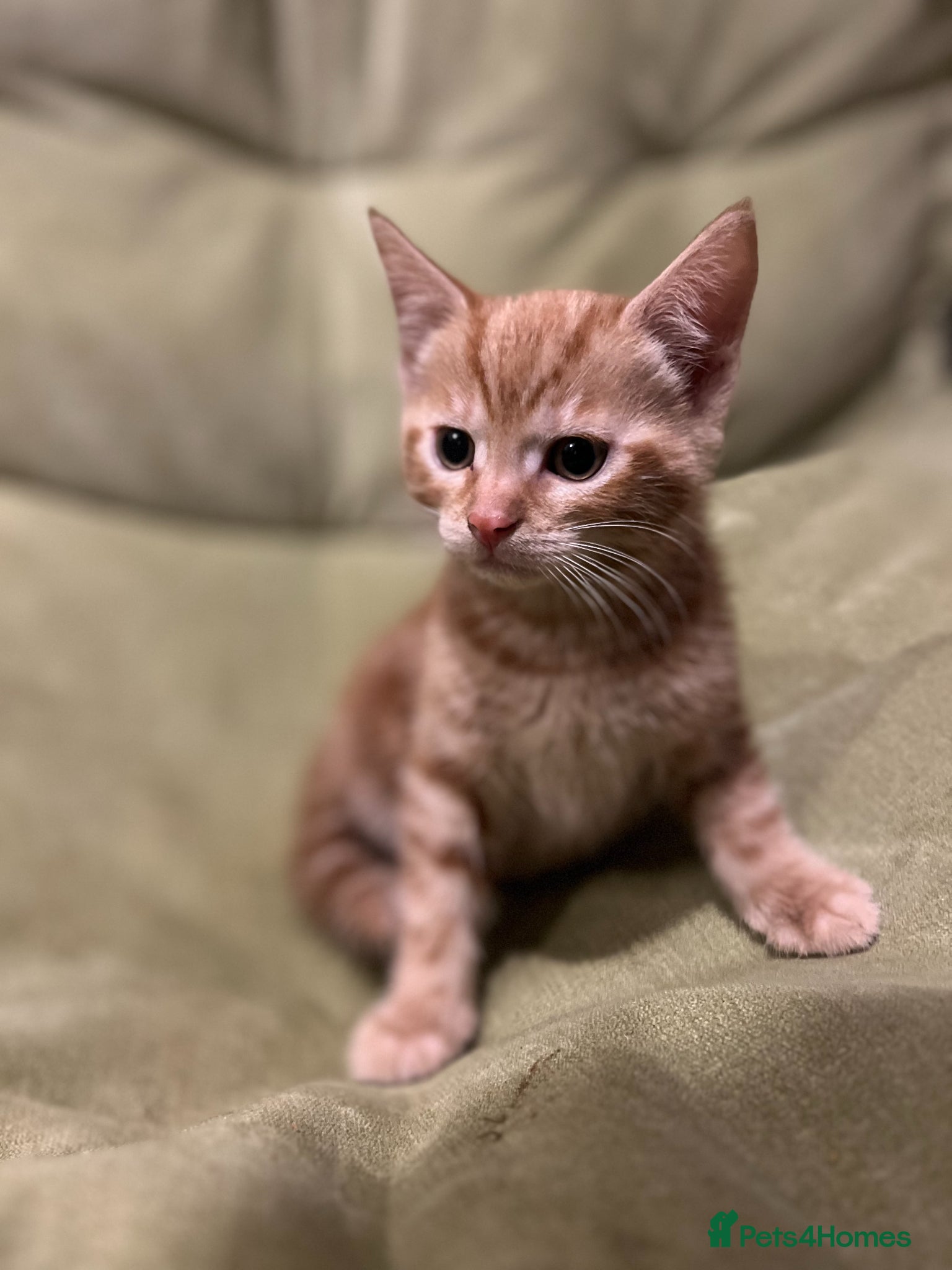Bengal cats for sale: Bengal Mix Ready! - Advert 10