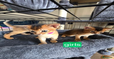 Abyssinian cats - Advert 11