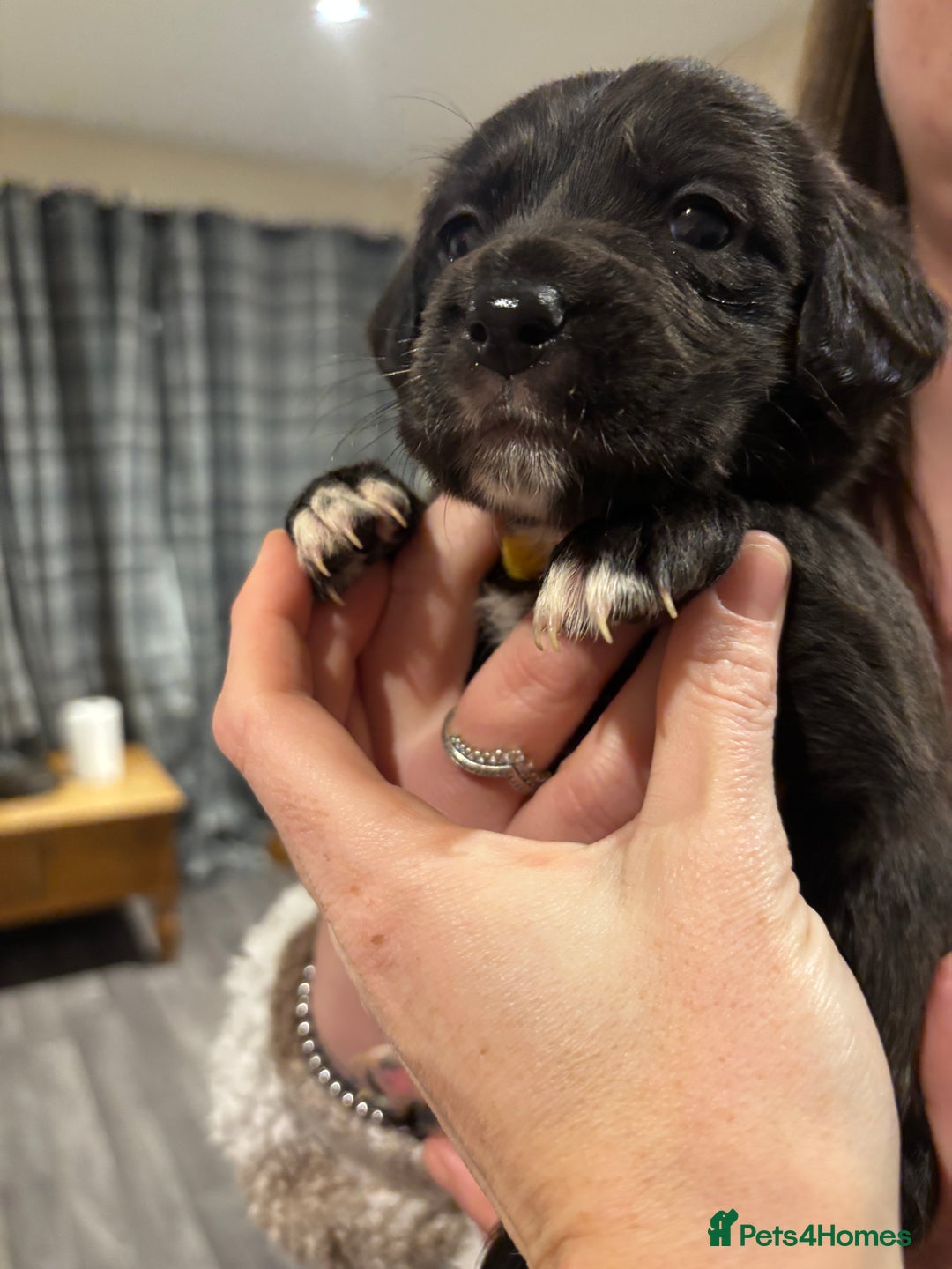 Mixed Breed dogs for sale: Lab/cockapoo cross - Image 12