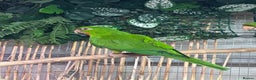 Conures birds for sale: Aviary bred conures  - Advert 4