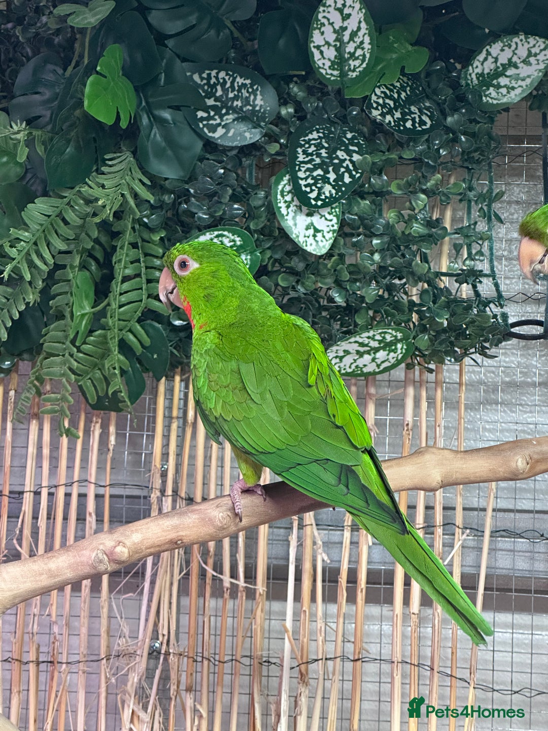 Conures birds for sale: Aviary bred conures  - Advert 4