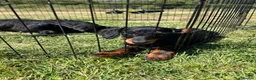 Doxiepoo dogs for sale: Beautiful mini Daxi Poos  - Advert 7