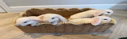 Mini Lop rabbits for sale: 5 Beautiful White Mini Lop Bunnies – Ready Now - Advert 2