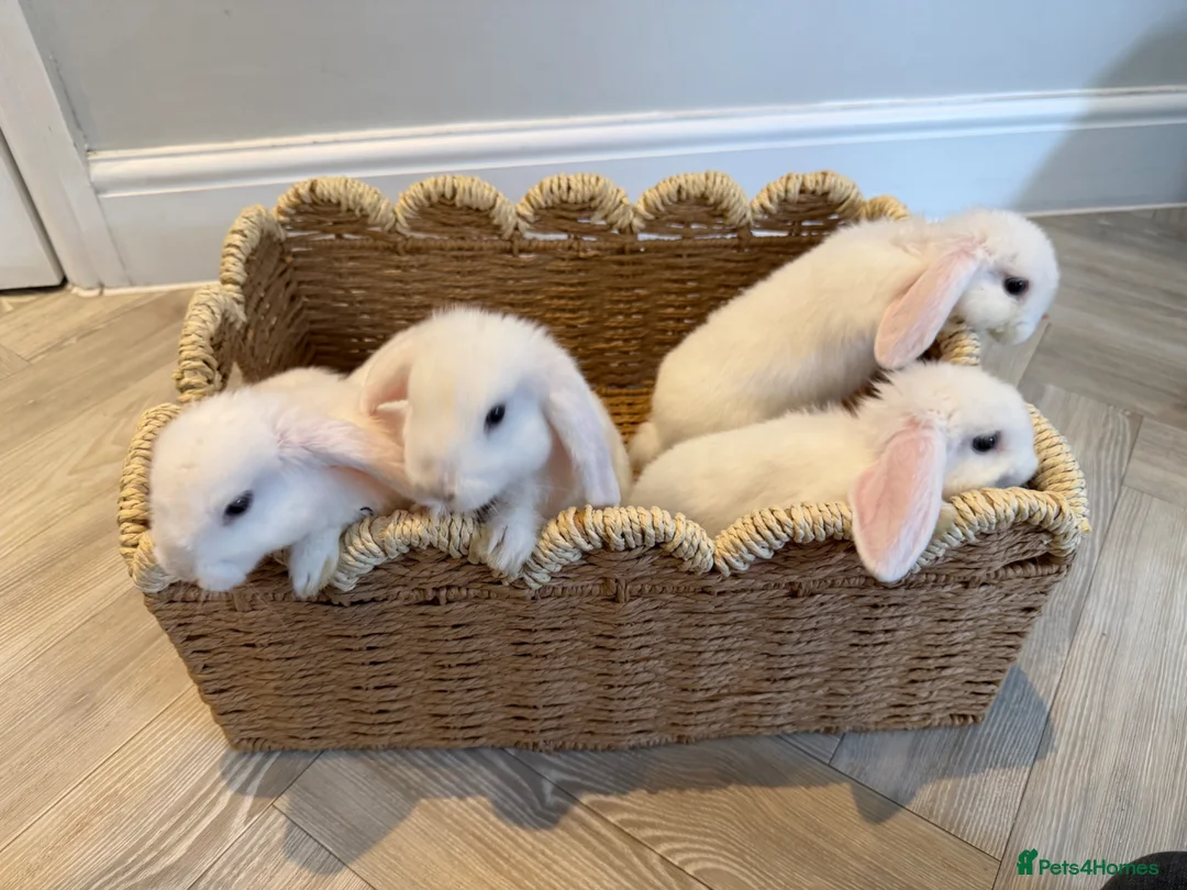 Mini Lop rabbits for sale: 5 Beautiful White Mini Lop Bunnies – Ready Now - Advert 2