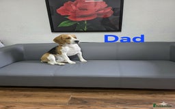 Beagle dogs for sale: Sweet litter of tri-colored beagle - Image 11