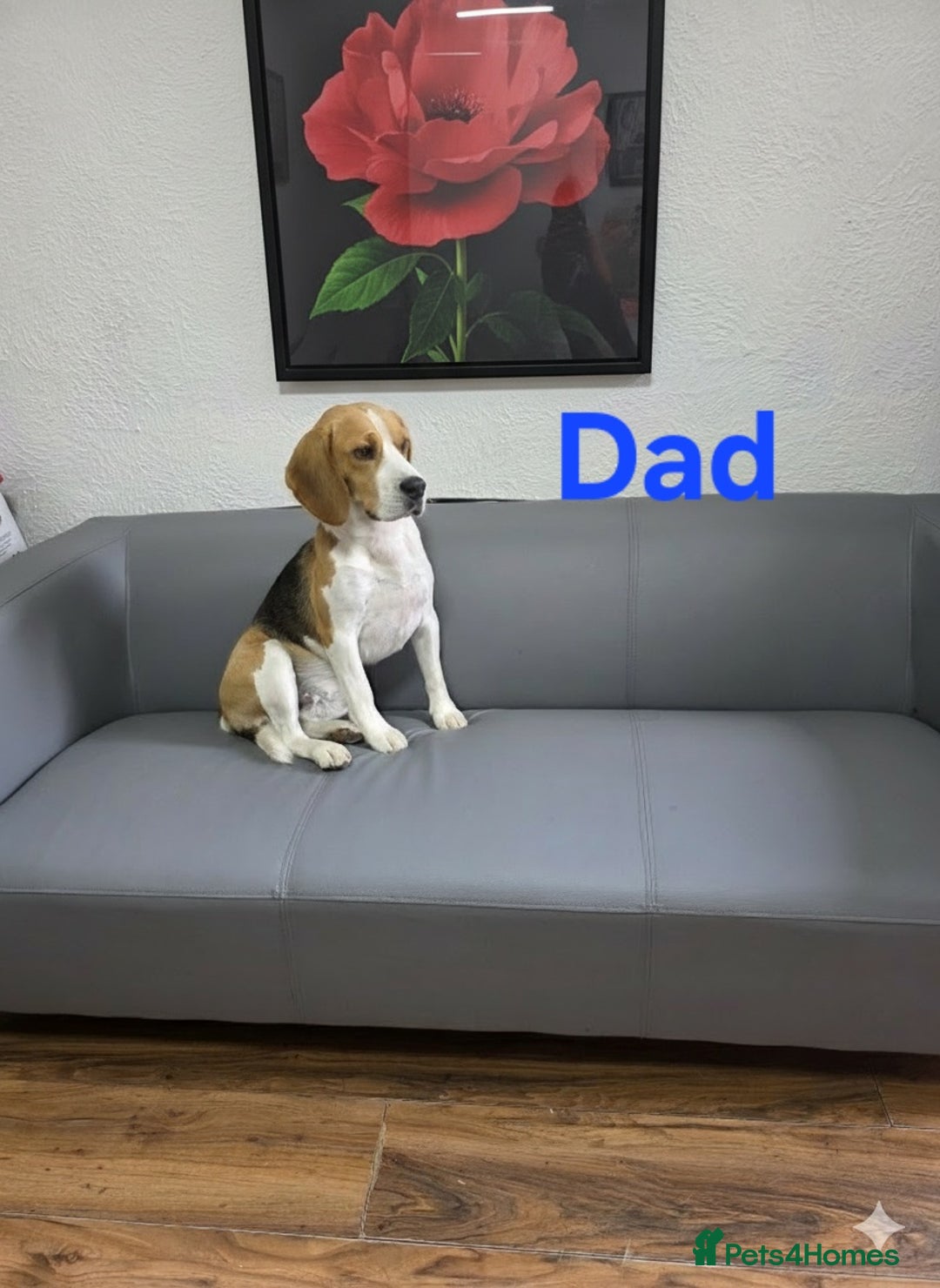 Beagle dogs for sale: Sweet litter of tri-colored beagle - Image 11