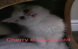 Ragdoll cats for sale: GCCF pedigree ragdoll kittens for sale £850 -£1100 - Image 7