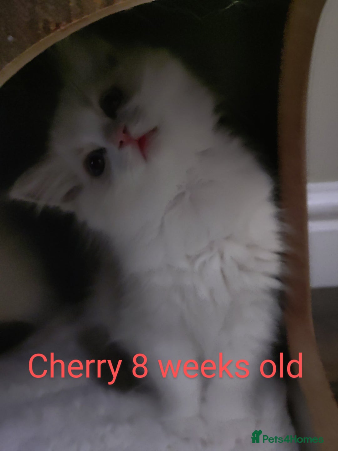 Ragdoll cats for sale: GCCF pedigree ragdoll kittens for sale £850 -£1100 - Image 7