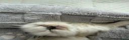 Ragdoll cats for sale: Ragdoll kittens - Advert 6