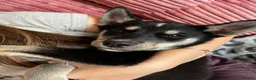 Mixed Breed dogs for sale: Husky X Labrador puppies  - Advert 7