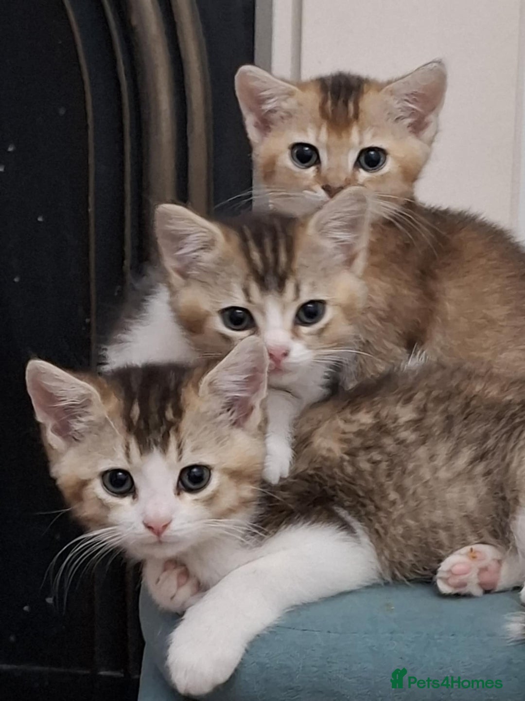 British Shorthair cats for sale: British short hair gold  - Advert 1