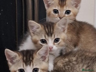 British Shorthair cats British short hair gold - Advert 2