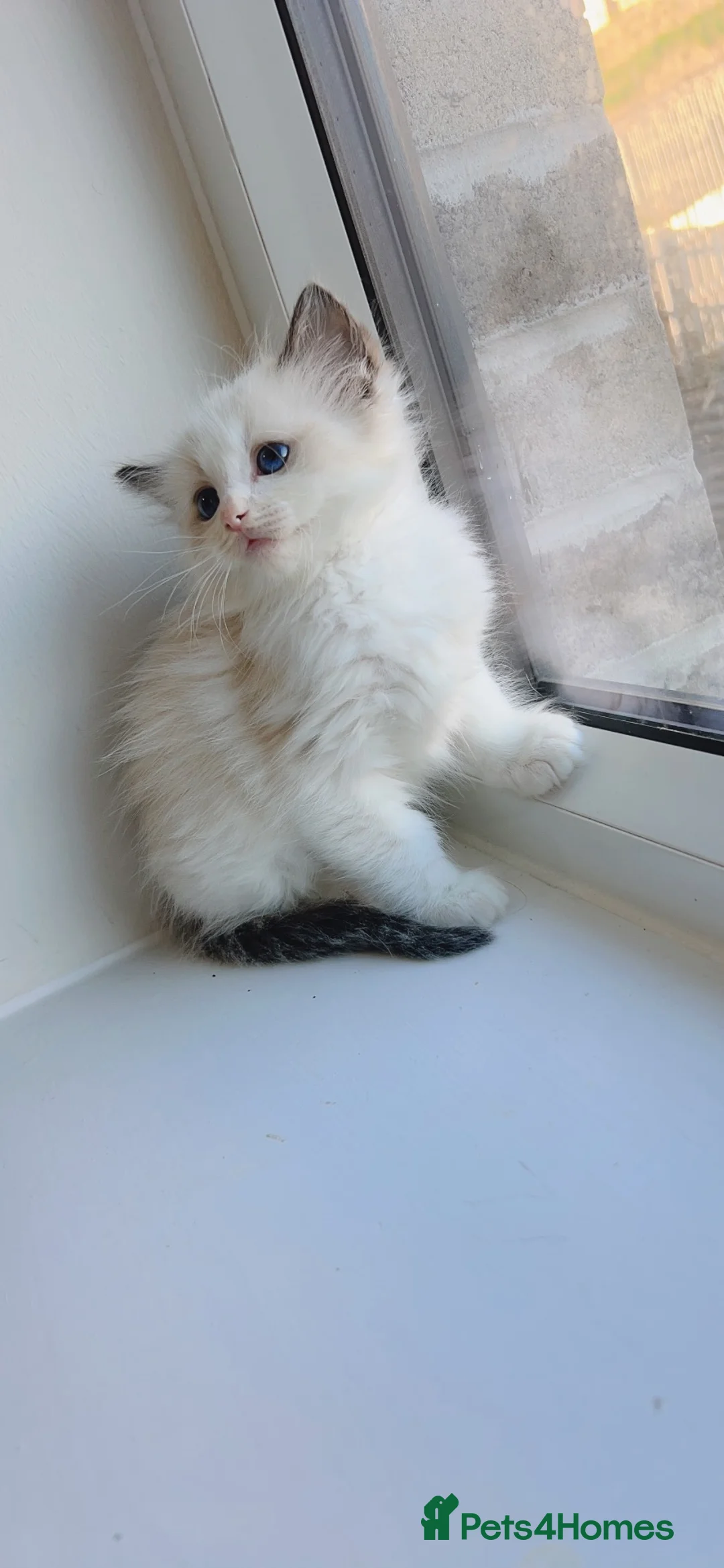 Ragdoll cats for sale: Ragdolls  - Advert 1