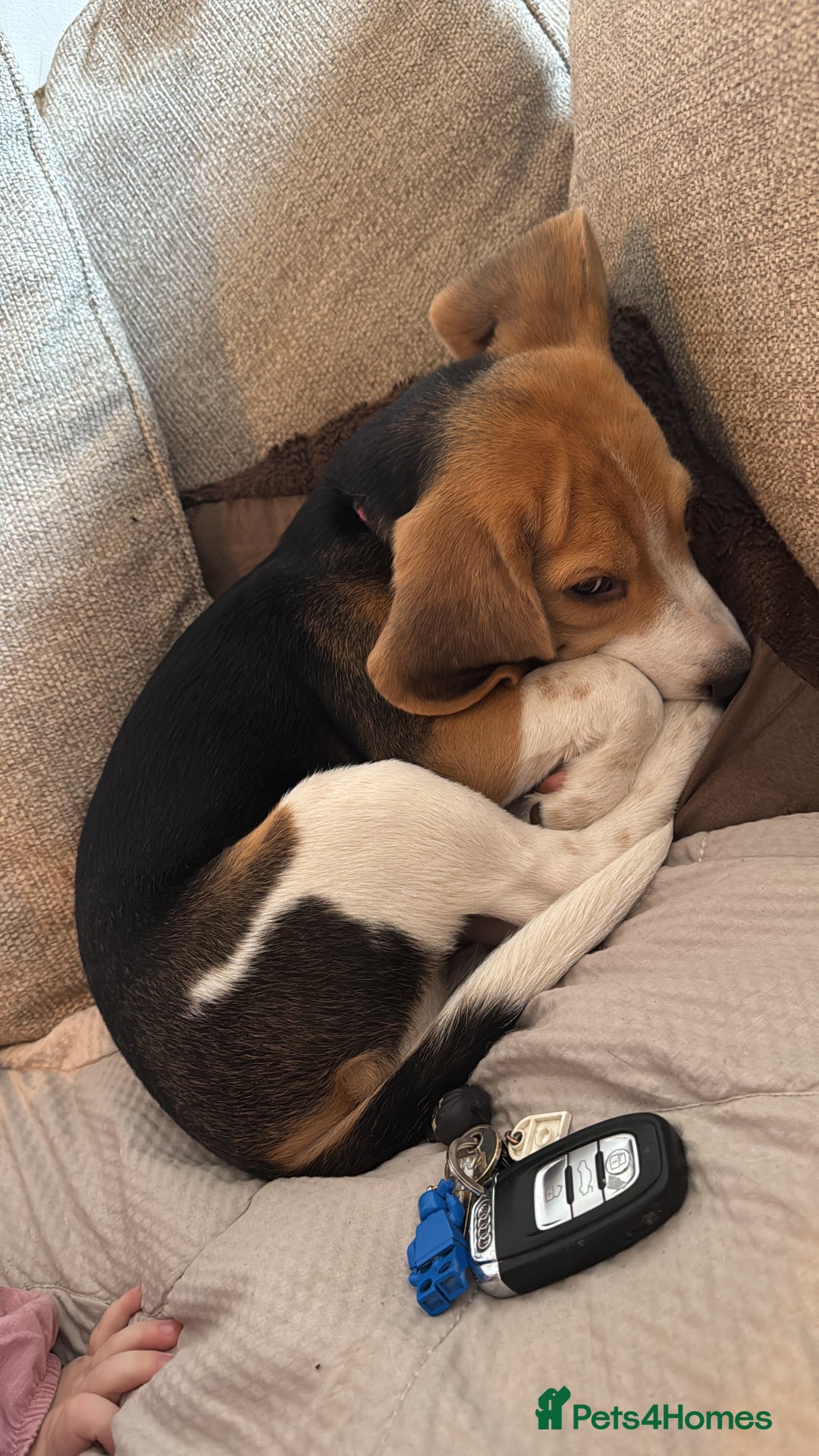 Beagle dogs for sale: Lilly - Advert 2