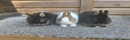 Netherland Dwarf rabbits for sale: Netherland Dwarf kits black otter, agouti vienna  - Advert 2