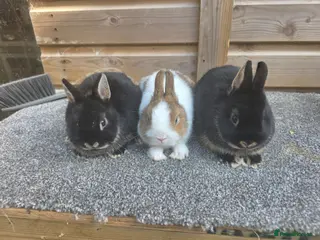 Netherland Dwarf rabbits Netherland Dwarf kits siamese sable,white, vienna - Advert 1