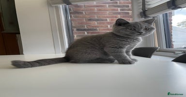 British Shorthair cats - Advert 7