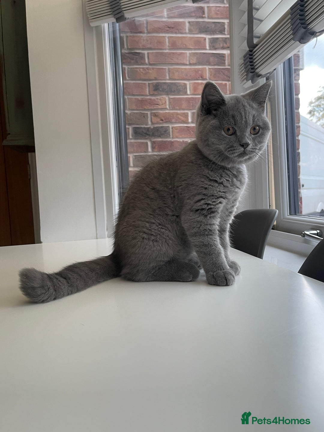British Shorthair cats for sale: GCCF ACTIVE BRITISH SHORTHAIR MALE KITTENS - Image 2