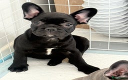 French Bulldog dogs for sale:  Adorable Frenchies Puppies Ready for them home - Image 18