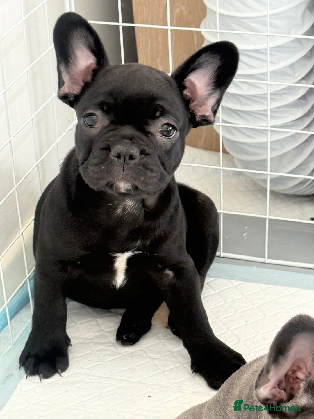 French Bulldog dogs for sale:  Adorable Frenchies Puppies Ready for them home - Image 18
