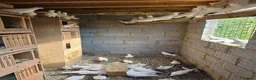 Mixed Breed poultry for sale: 🕊️ Beautiful Fancy Pigeons for Sale 🕊️ in Grays - Advert 3