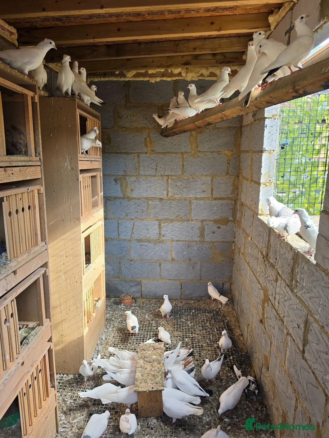 Mixed Breed poultry for sale: 🕊️ Beautiful Fancy Pigeons for Sale 🕊️ in Grays - Advert 3