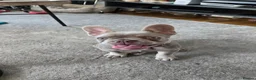 French Bulldog dogs for sale: Female Lilac French Bulldog Puppy Bella - Advert 3