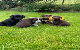 Mixed Breed dogs for sale: Sprollie puppies ❤️ - Image 4