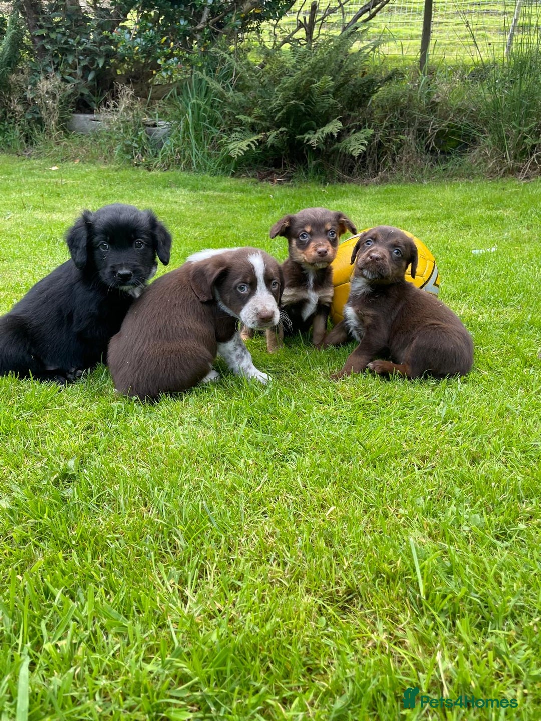 Mixed Breed dogs for sale: Sprollie puppies ❤️ - Image 4