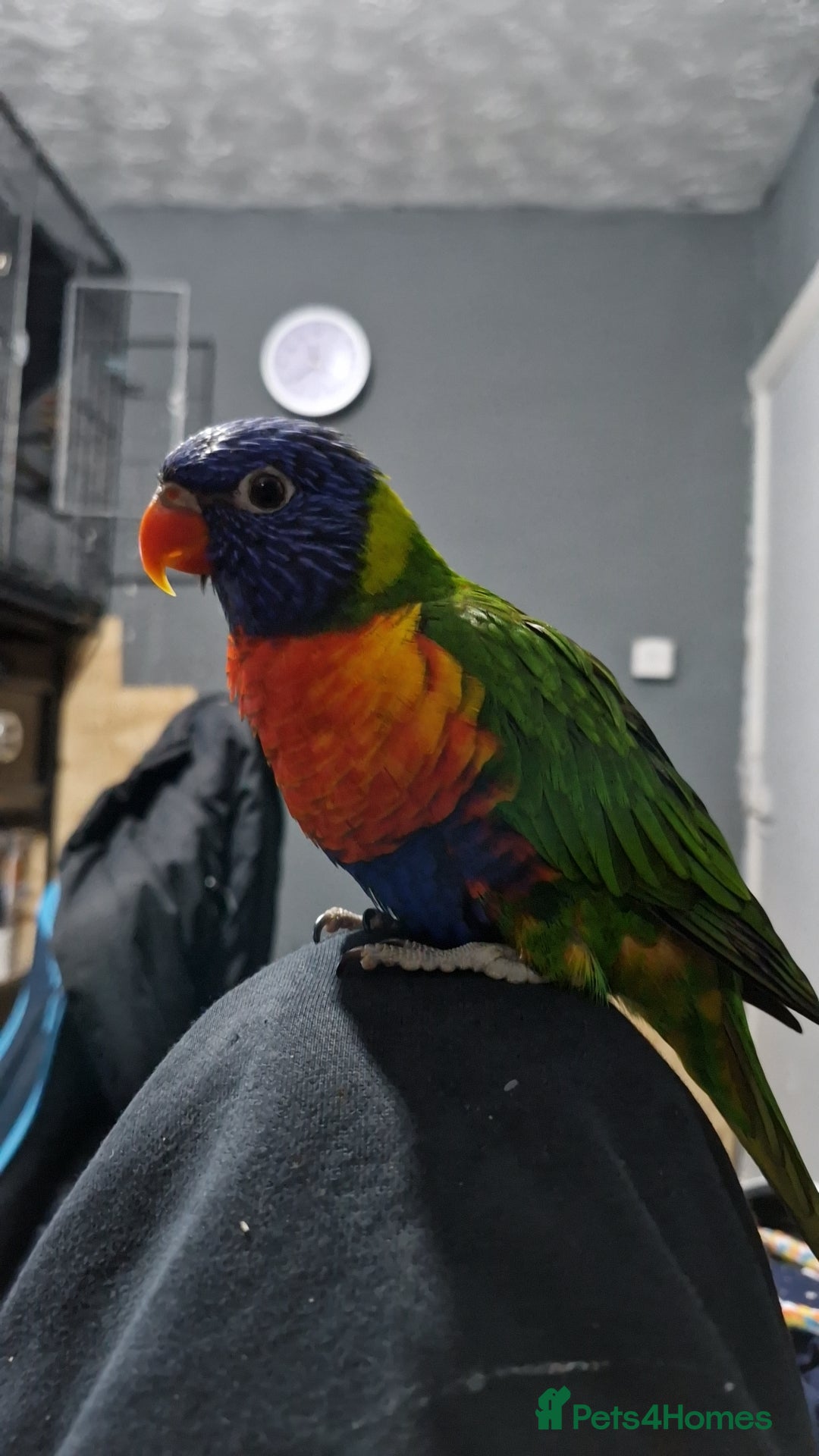 Lorikeets birds for sale: Rainbow lorikeet for sale - Advert 2