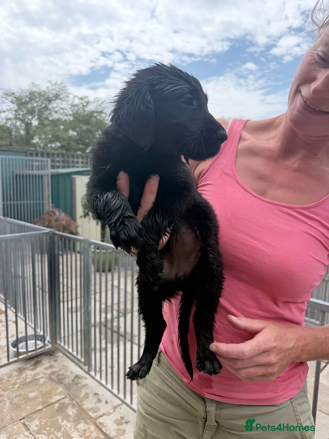 Flat coated Retriever dogs for sale: 1st Class ⭐️⭐️⭐️⭐️⭐️ Licensed - Advert 9