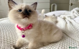 Ragdoll cats for sale: Ragdolls kittens 2 girls & 3 boys  - Image 4