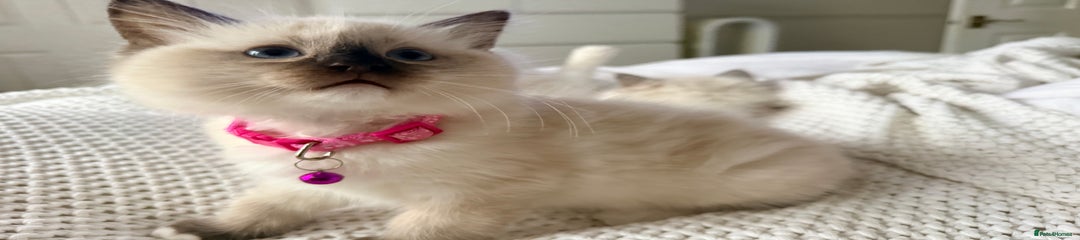 Ragdoll Kitten 4