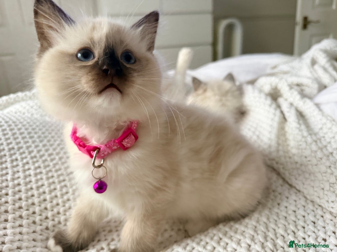 Ragdoll cats for sale: Ragdolls kittens 2 girls & 3 boys  - Image 4
