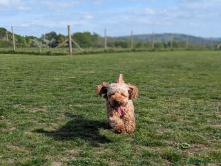 Cockapoo dogs in Hyde - Advert 27