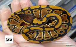 Python Snake reptiles for sale: Hatchling Royal Python's  - Image 34