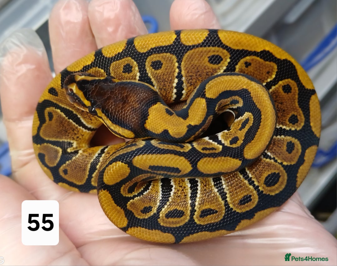 Python Snake reptiles for sale: Hatchling Royal Python's  - Image 34