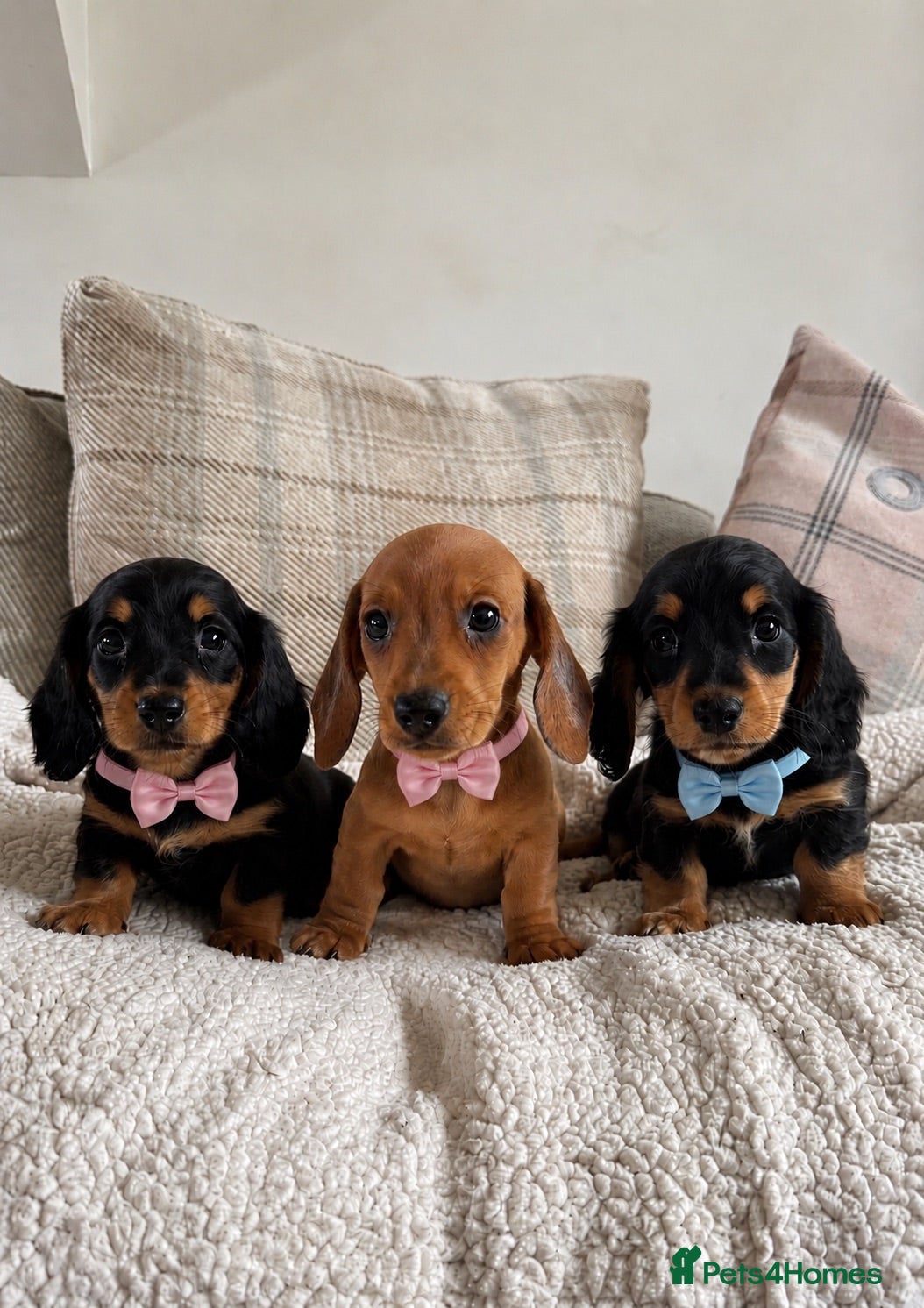 Miniature Dachshund dogs BEAUTIFUL PRA CLEAR & KC REG MINI DACHSHUNDS - Advert 1