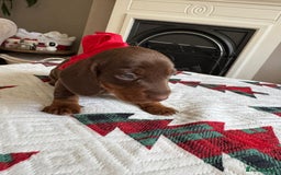 Miniature Dachshund dogs for sale: Miniature Dachshund puppies. Readying Soon! - Image 23