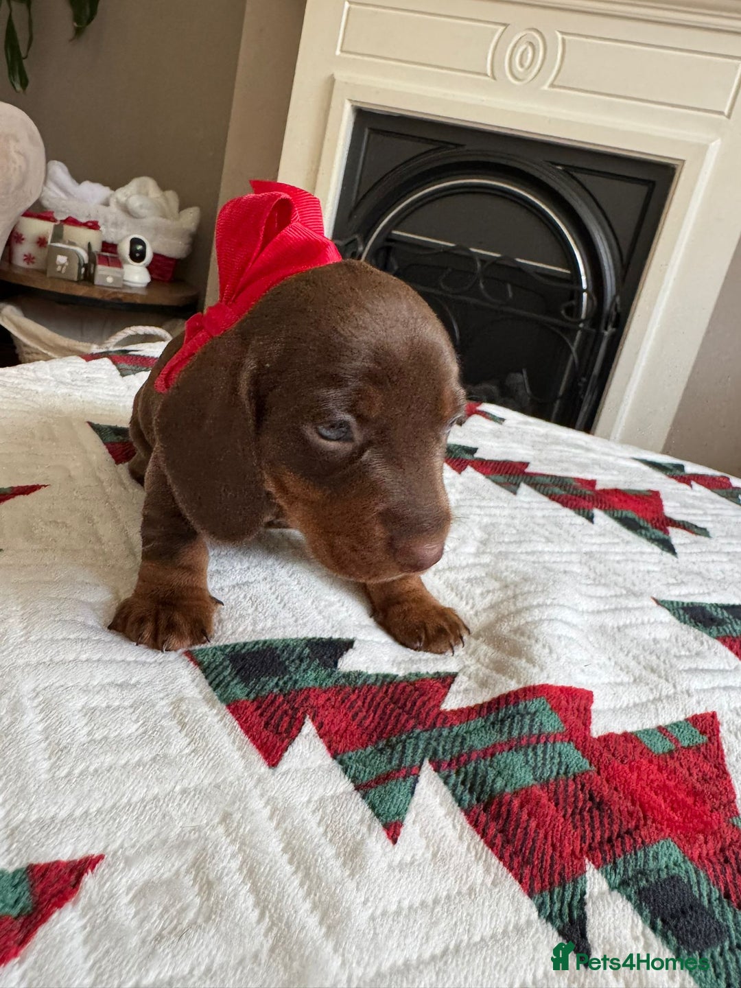 Miniature Dachshund dogs for sale: Miniature Dachshund puppies. Readying Soon! - Image 23