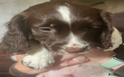 Sprocker dogs for sale: Sprocker Puppies  - Image 7
