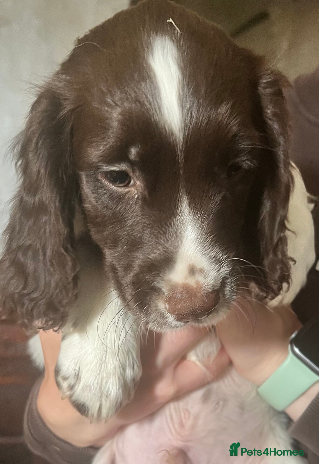 Sprocker dogs for sale: Sprocker Puppies  - Image 7