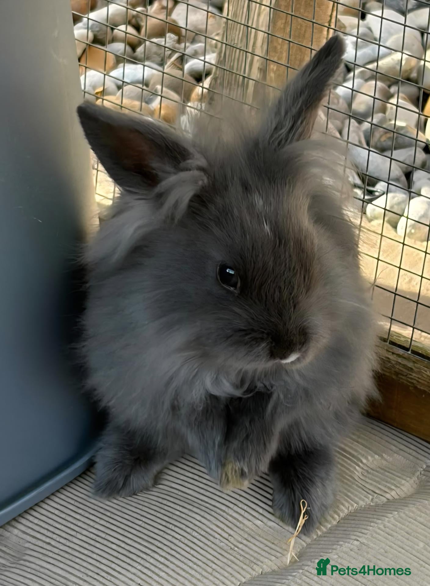 Mixed Breed rabbits Baby Bunnies - Advert 8